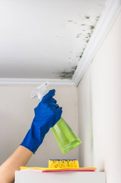 Best Mold Remediation for Specific Building Types in Toast, NC